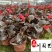 比哥海棠大花海棠成都时令草花批发花卉基地直销量大
