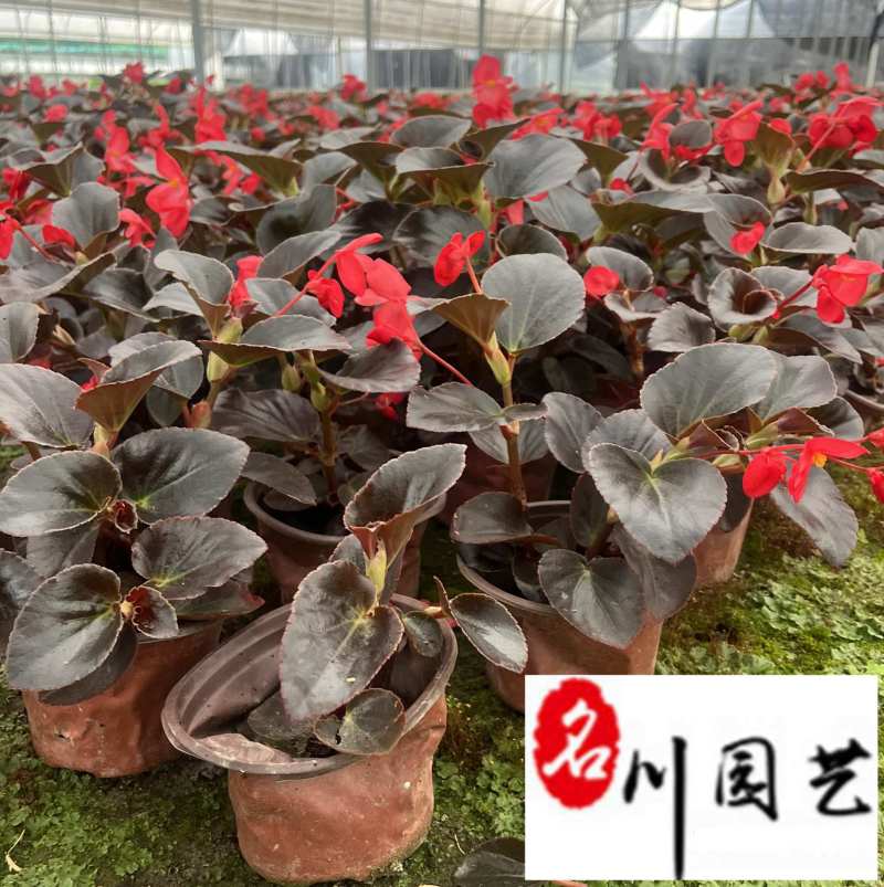 比哥海棠大花海棠成都时令草花批发花卉基地直销量大