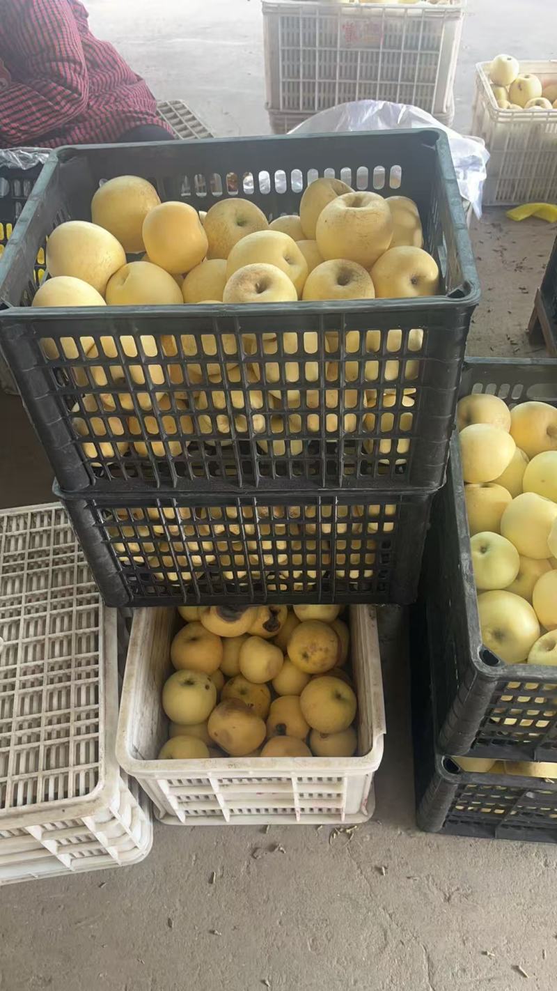 精品栖霞奶油富士货源充足脆甜，量大从优，致电联系