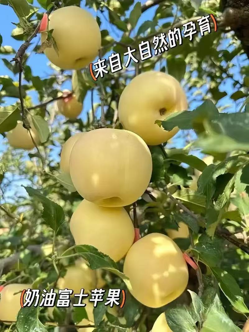 精品栖霞奶油富士货源充足脆甜，量大从优，致电联系