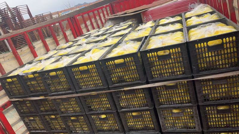 精品栖霞奶油富士货源充足脆甜，量大从优，致电联系