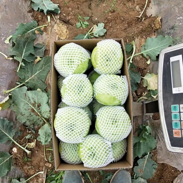 苤蓝现货直供精品货源新鲜采摘对接各大平台