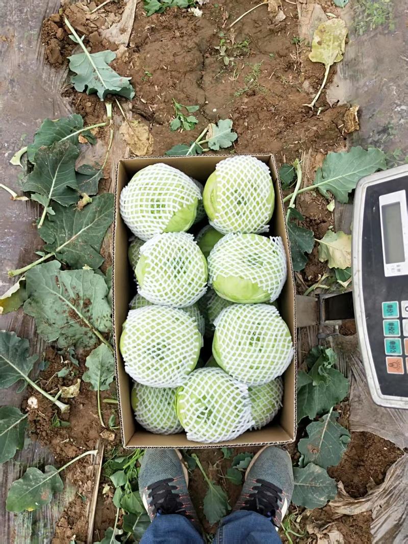 苤蓝现货直供精品货源新鲜采摘对接各大平台