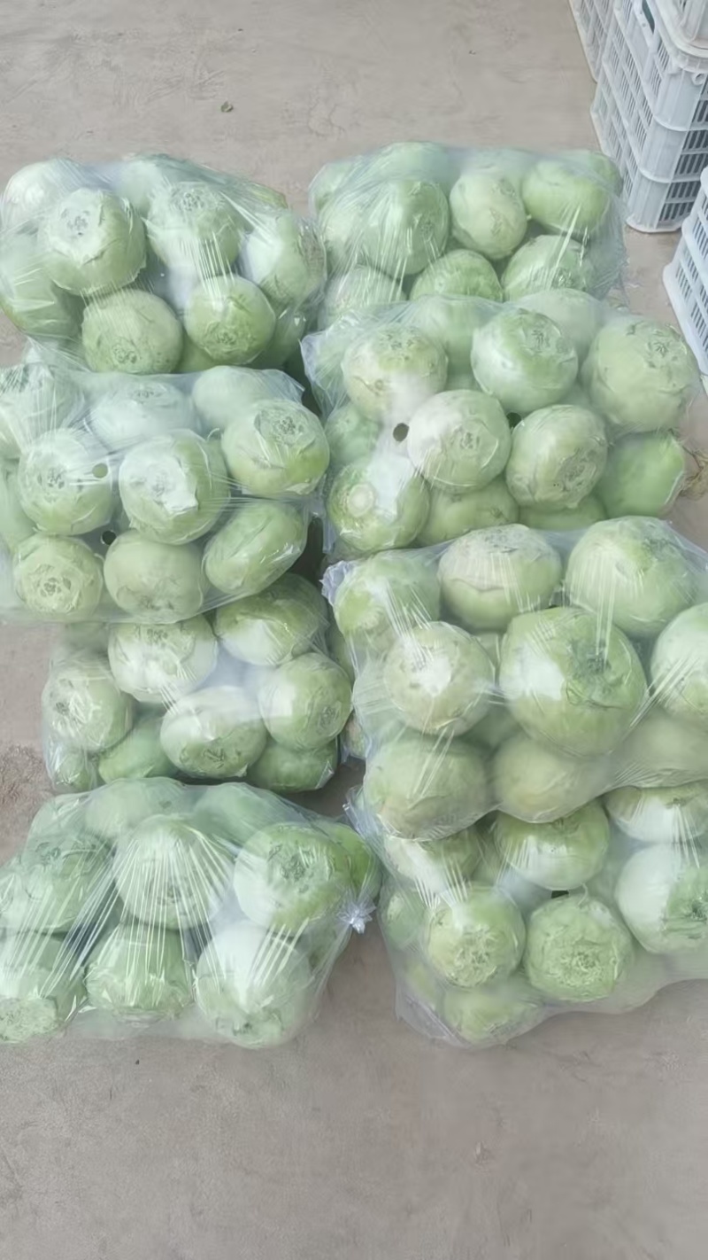 苤蓝现货直供精品货源新鲜采摘对接各大平台