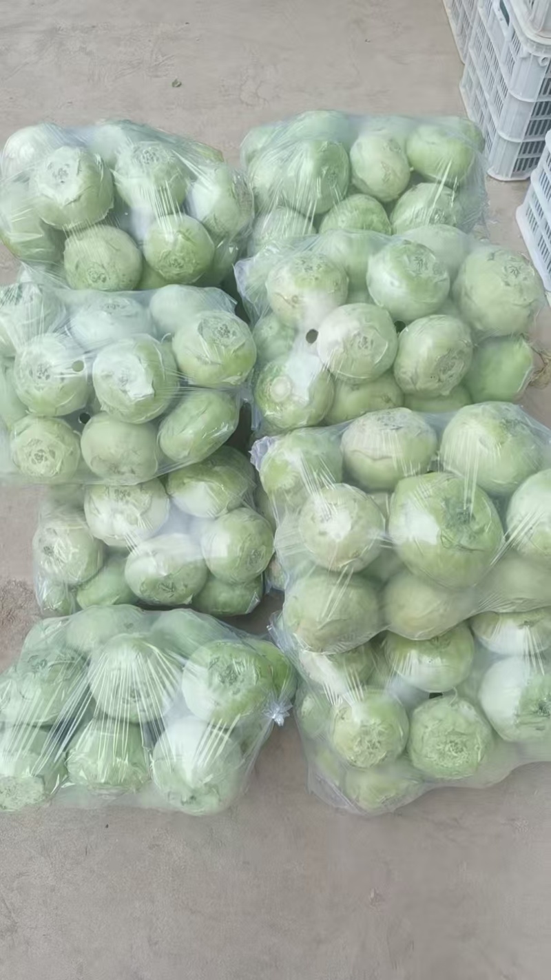 苤蓝现货直供精品货源新鲜采摘对接各大平台