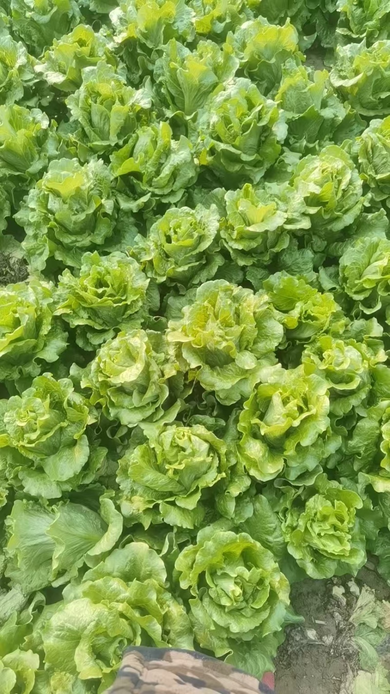 意大利生菜常年大量有货精品直供整车发货