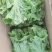 意大利生菜常年大量有货精品直供整车发货