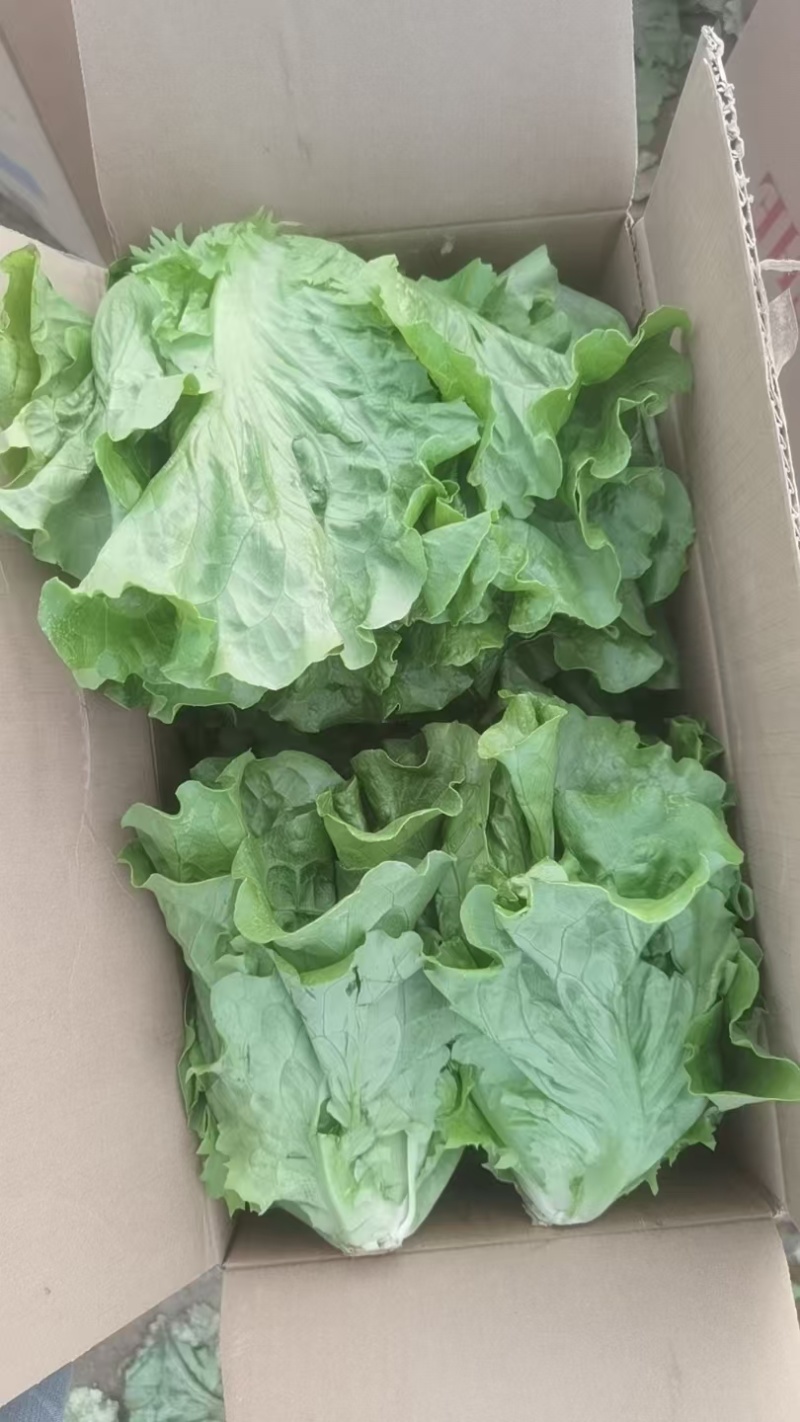 意大利生菜常年大量有货精品直供整车发货