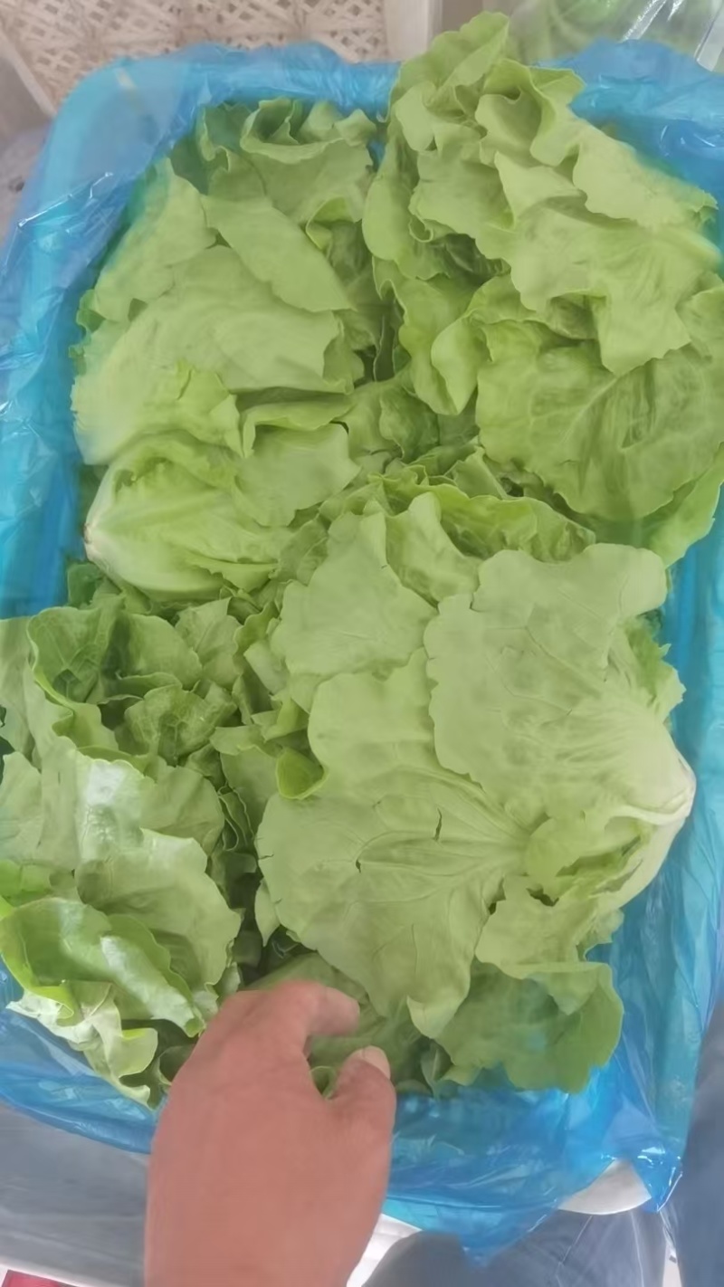 意大利生菜常年大量有货精品直供整车发货