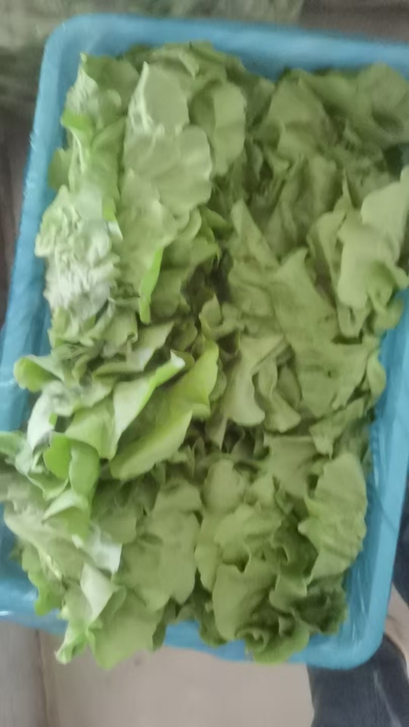意大利生菜常年大量有货精品直供整车发货