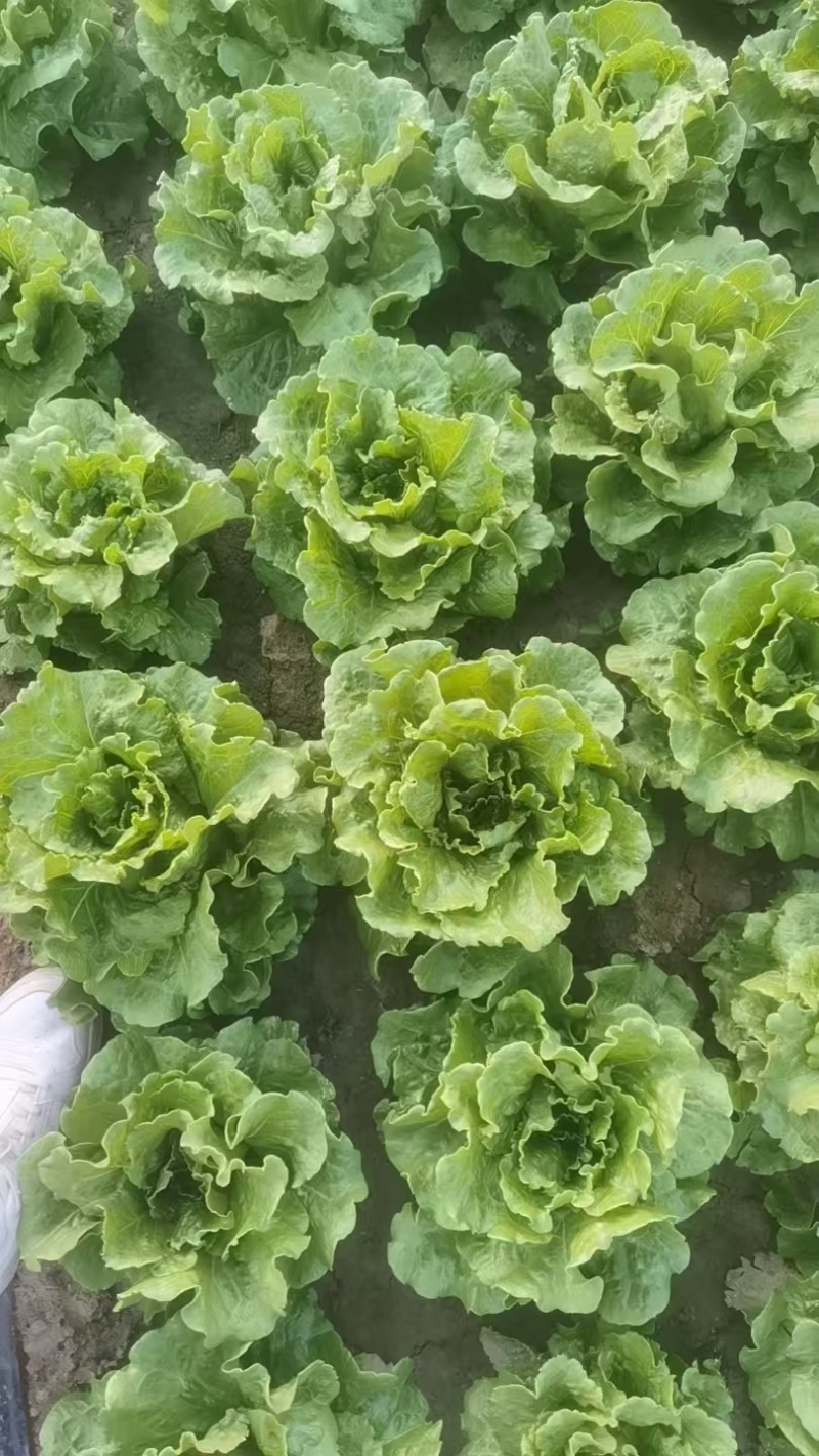 意大利生菜常年大量有货精品直供整车发货