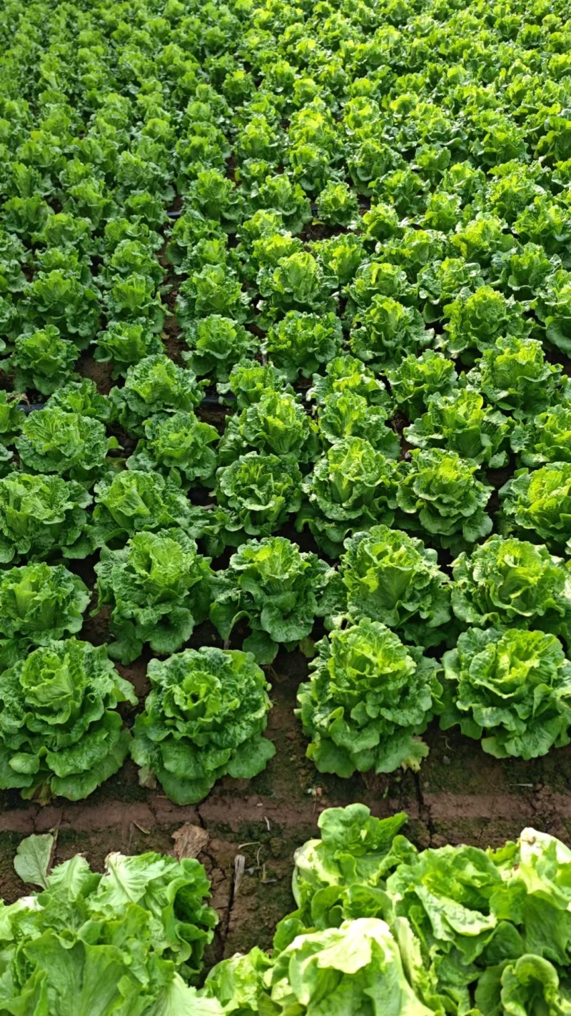 意大利生菜常年大量有货精品直供整车发货