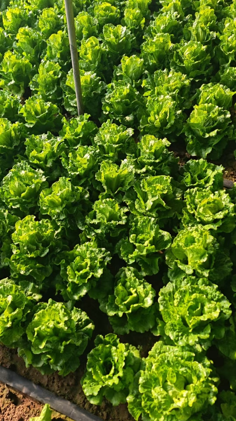 意大利生菜常年大量有货精品直供整车发货