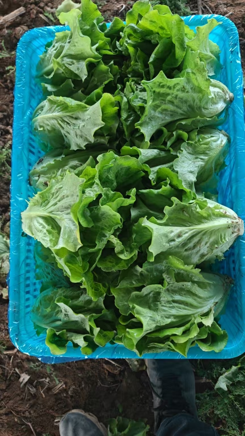 意大利生菜常年大量有货精品直供整车发货