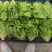 意大利生菜常年大量有货精品直供整车发货