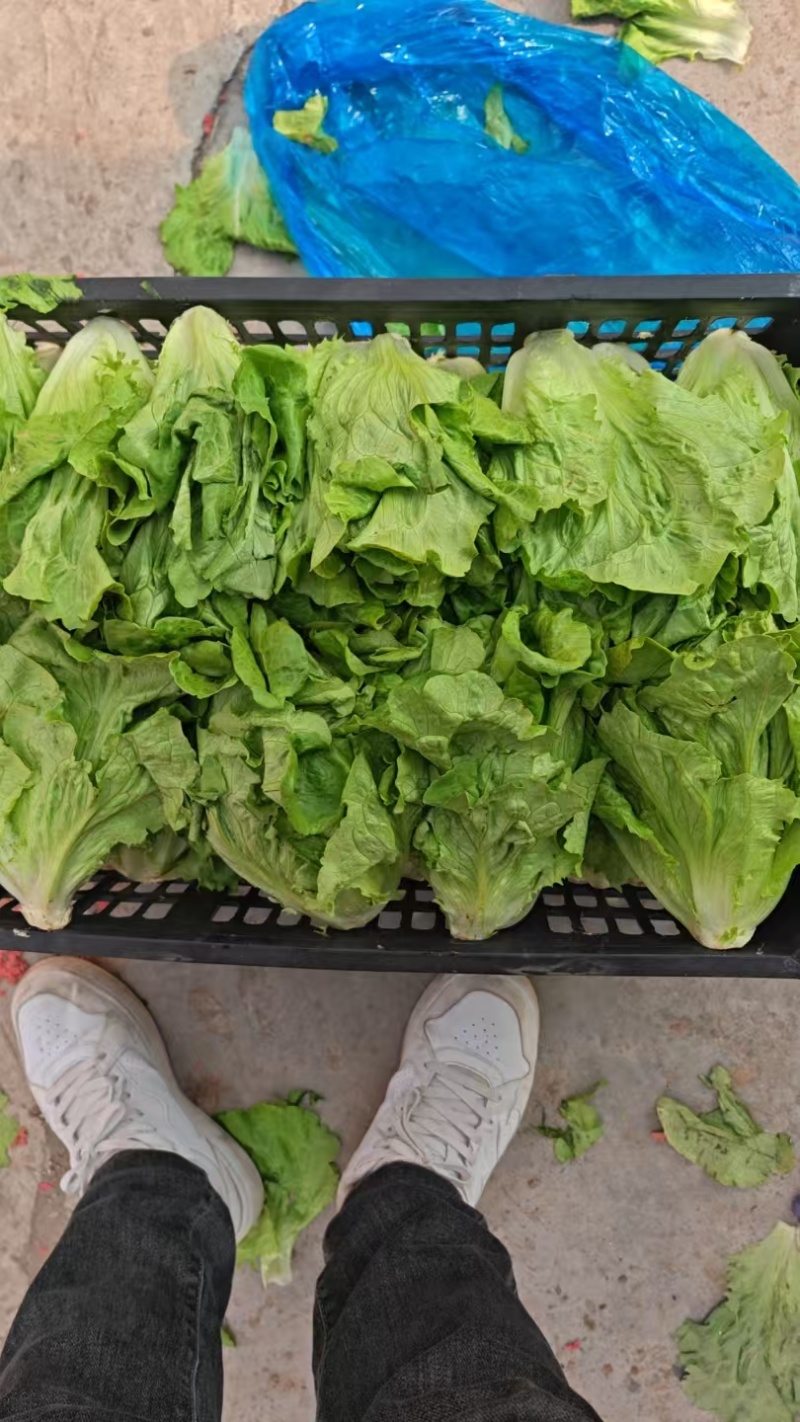 意大利生菜常年大量有货精品直供整车发货
