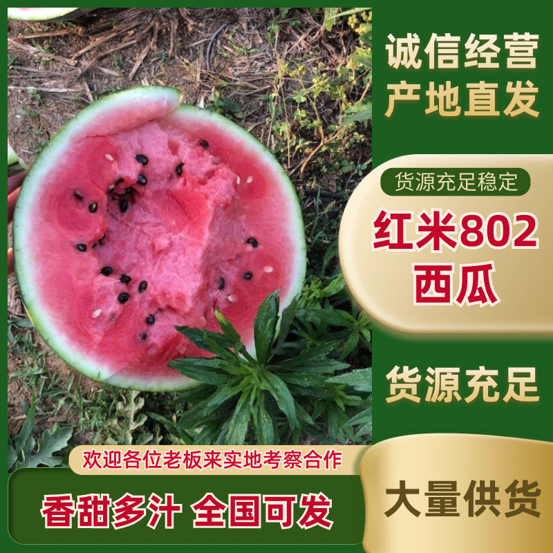 江油红米802西瓜四川红蜜西瓜货源充足量大从优