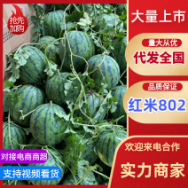 四川江油市红蜜西瓜直发红蜜802西瓜包熟包甜欢迎咨询