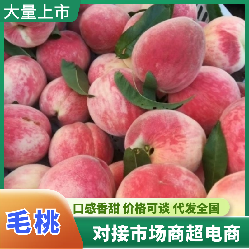 湖北毛桃突围桃品相好价格实惠全国发货运输便利欢迎联系