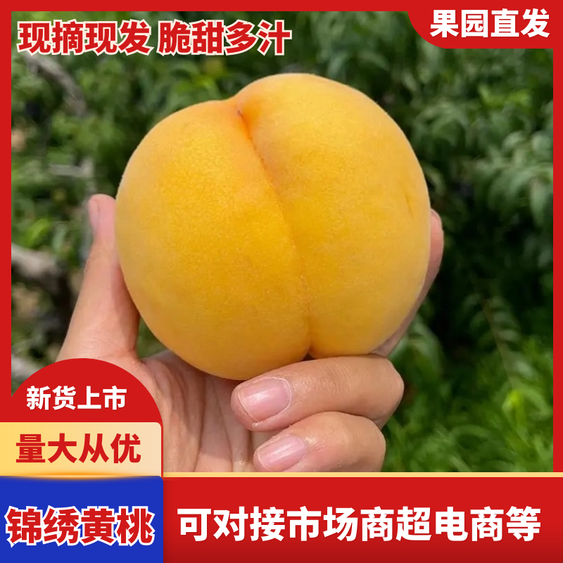 精选黄桃湖北黄桃当季鲜货上市中基地直发口感好欢迎联系