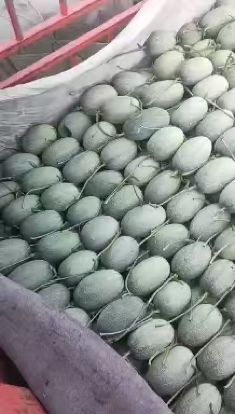 精品晓蜜25哈密瓜货源充足量大从优致电联系