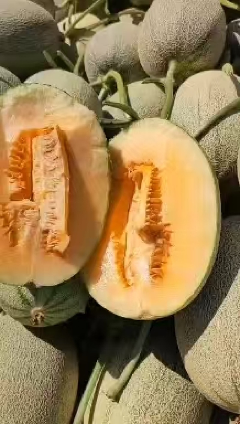 精品晓蜜25哈密瓜货源充足量大从优致电联系