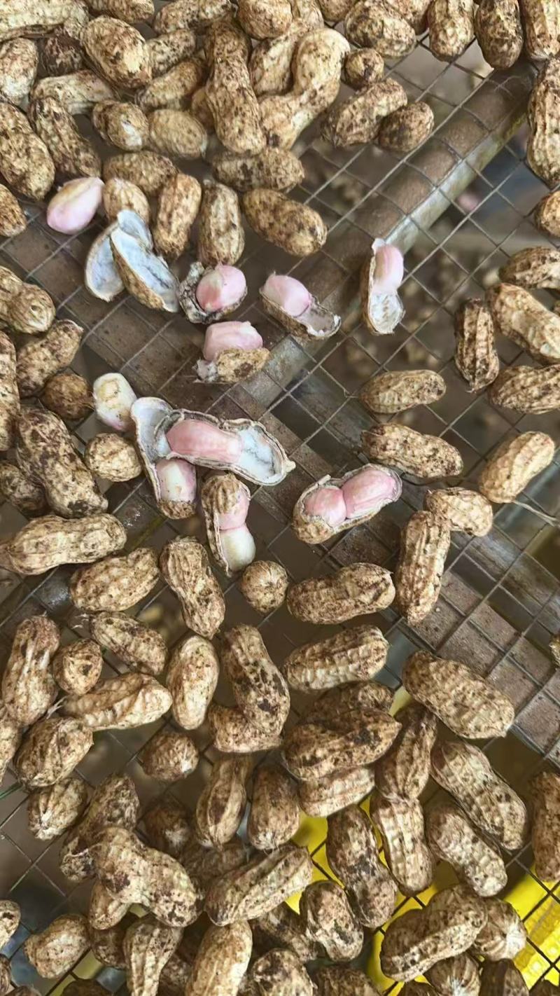 【白皮花生】广东湛江基地直供一手货源质量保证全国发货