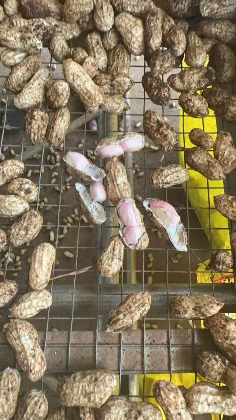 【白皮花生】广东湛江基地直供一手货源质量保证全国发货