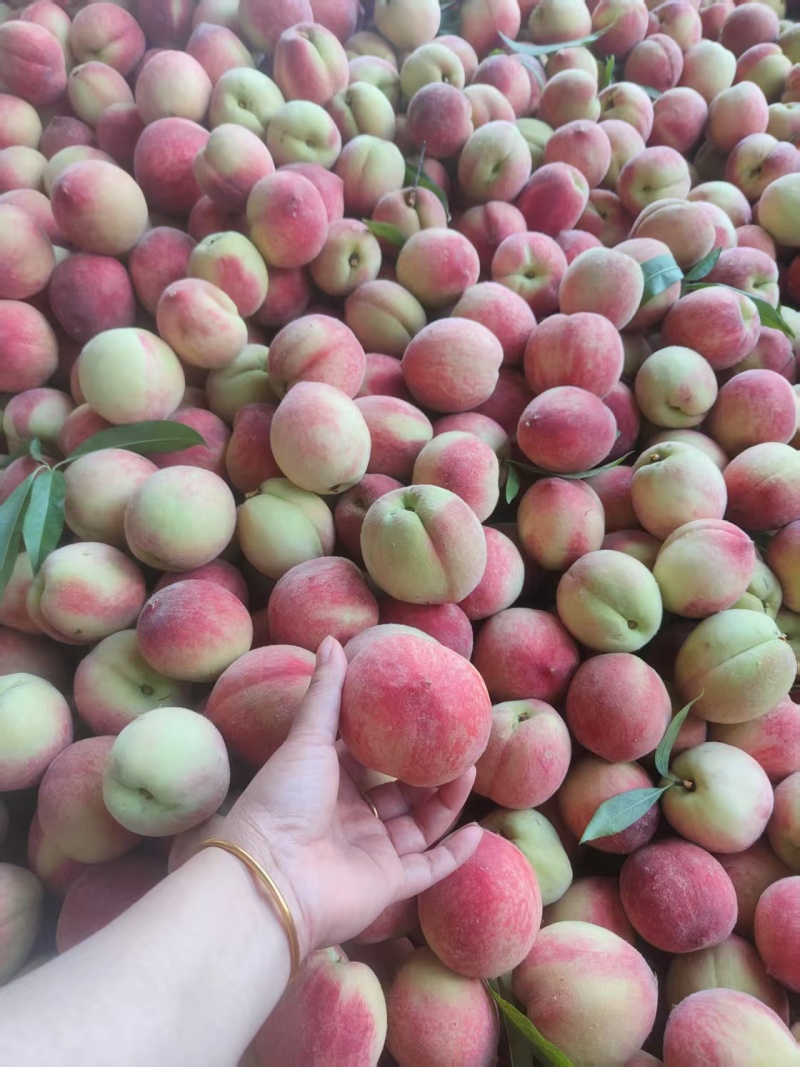 美脆毛桃早熟毛桃湖北襄阳基地直发质量保证一手货源