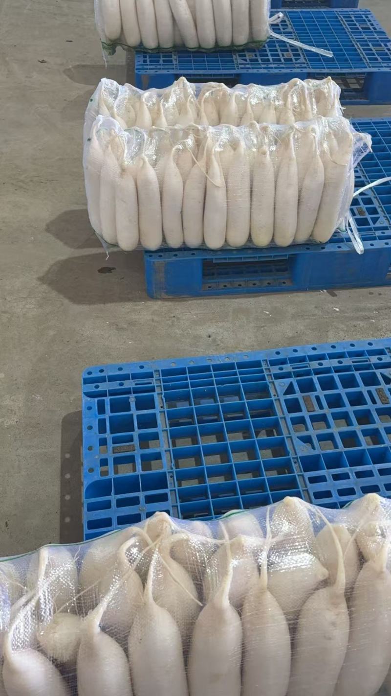 湖北省天门市的新苗萝卜无苔欢迎新老顾客光临惠顾