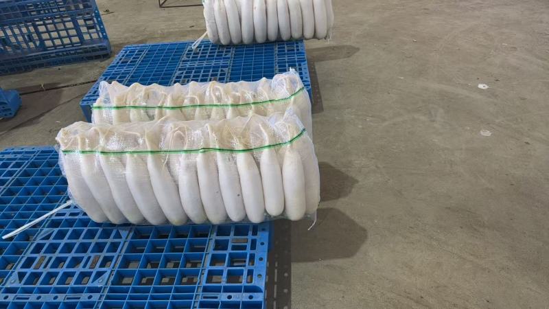 湖北省天门市的新苗萝卜无苔欢迎新老顾客光临惠顾