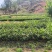 云南文山油茶苗成活率高对接全国市场，量大从优，欢迎采购