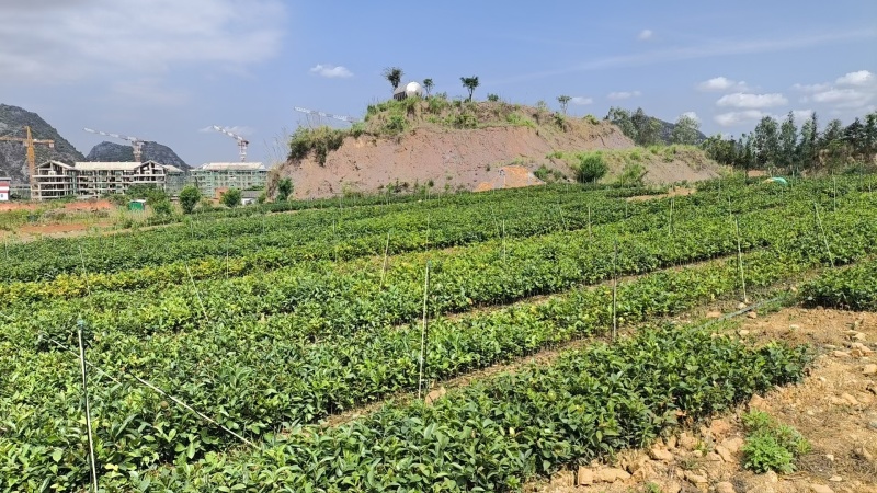 云南文山油茶苗成活率高对接全国市场，量大从优，欢迎采购
