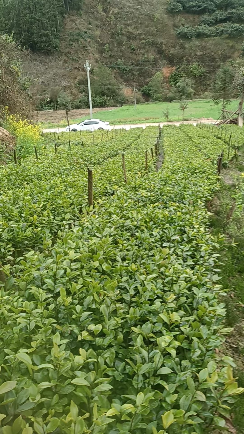 云南一手货源油茶苗对接全国市场，量大从优，欢迎采购。