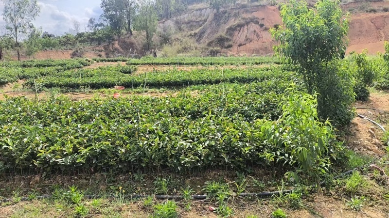 云南一手货源油茶苗对接全国市场，量大从优，欢迎采购。
