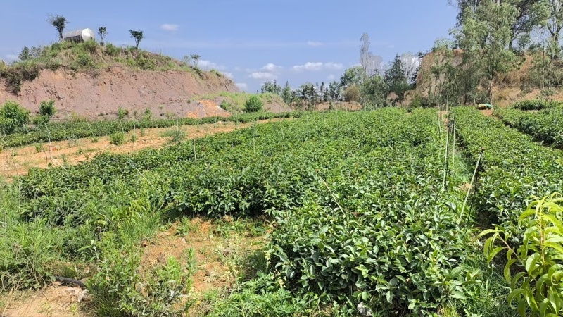 云南一手货源油茶苗对接全国市场，量大从优，欢迎采购。