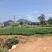 云南一手货源油茶苗对接全国市场，量大从优，欢迎采购。