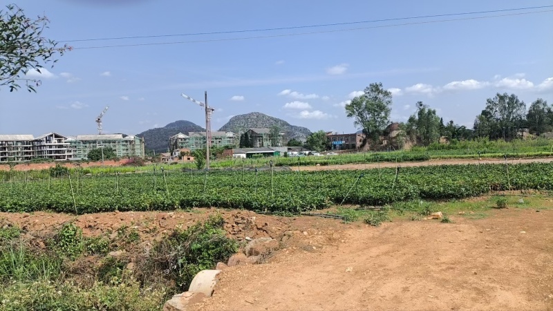 云南一手货源油茶苗对接全国市场，量大从优，欢迎采购。