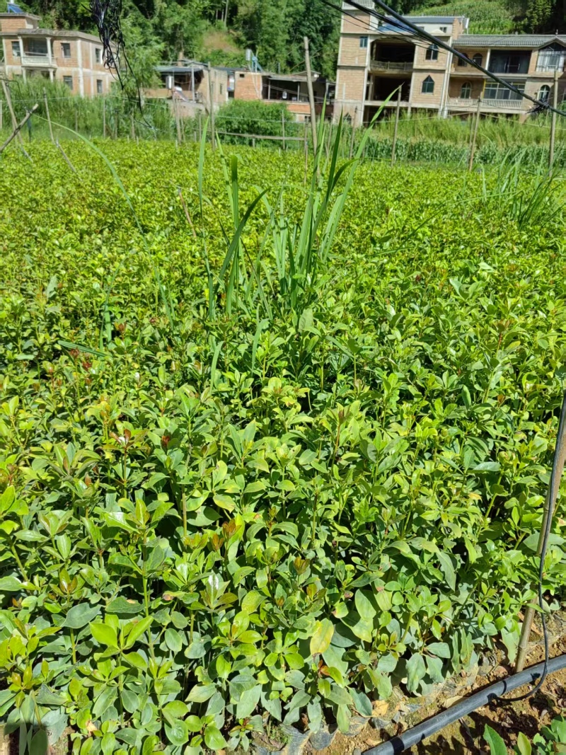云南一手货源油茶苗对接全国市场，量大从优，欢迎采购。