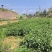 云南一手货源油茶苗对接全国市场，量大从优，欢迎采购。