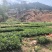 云南一手货源油茶苗对接全国市场，量大从优，欢迎采购。