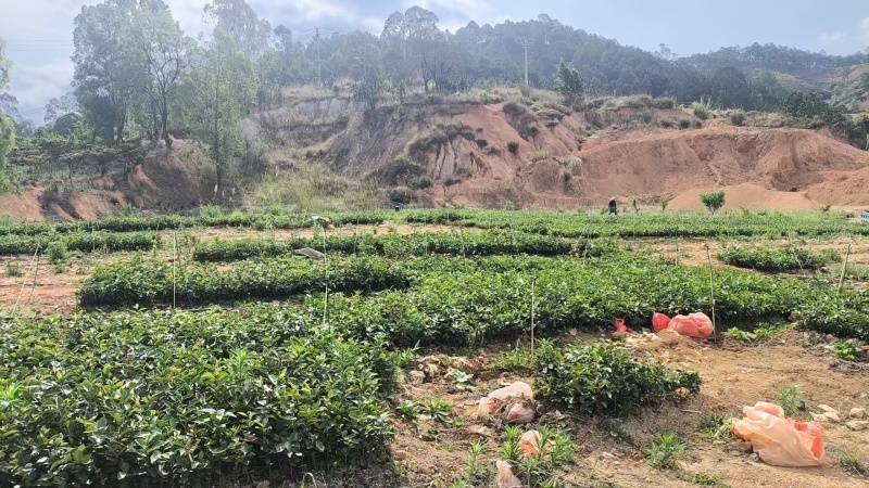 云南一手货源油茶苗对接全国市场，量大从优，欢迎采购。