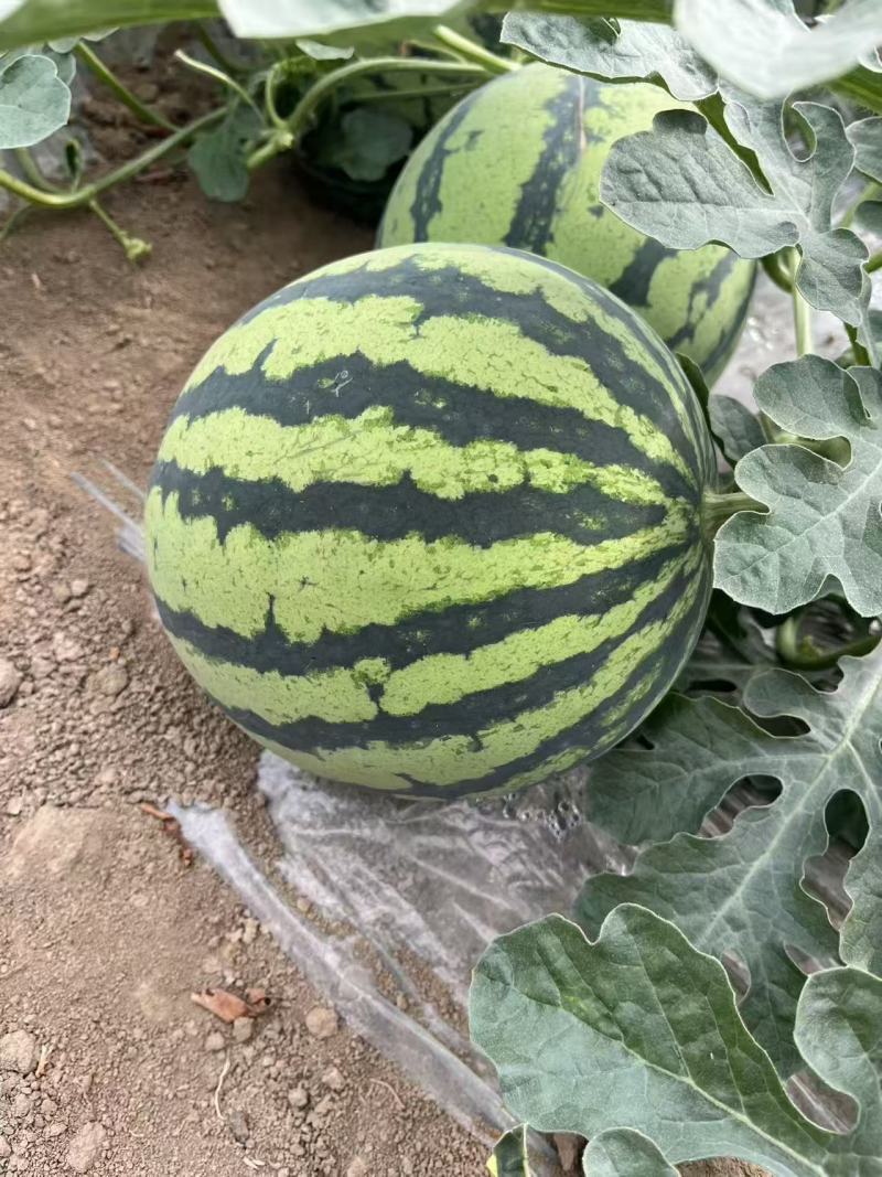 山西8424西瓜美都产地一手货源整车发货对接批发量大从优