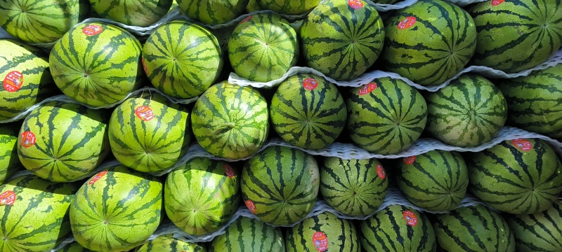 精品宁夏硒砂瓜石头缝西瓜十斤打底欢迎采购