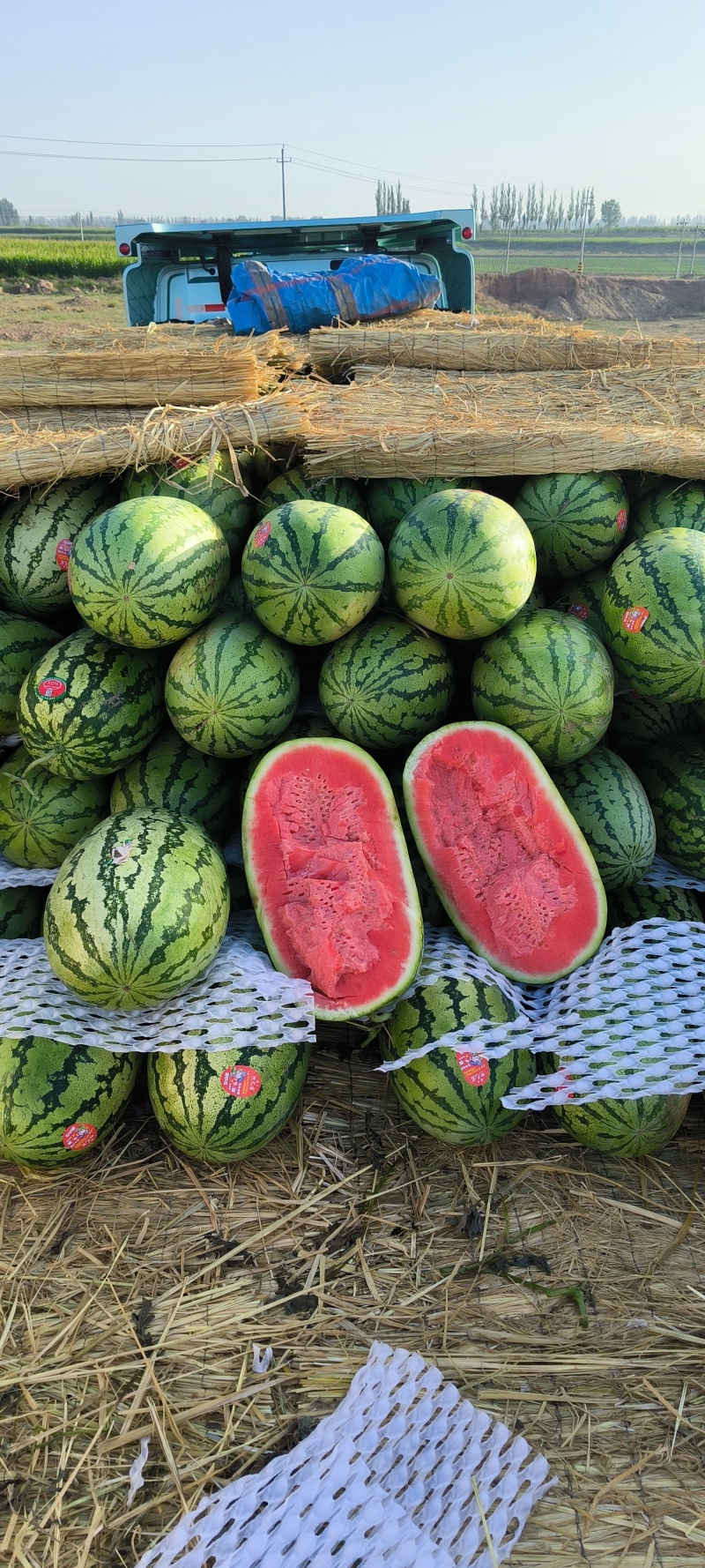 精品宁夏硒砂瓜石头缝西瓜十斤打底欢迎采购