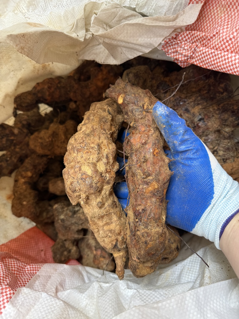 广东河源新鲜土茯苓白肉粉质质量保证支持代发