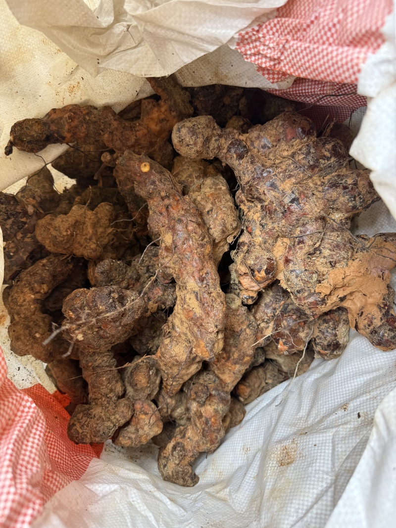 广东河源新鲜土茯苓白肉粉质质量保证支持代发