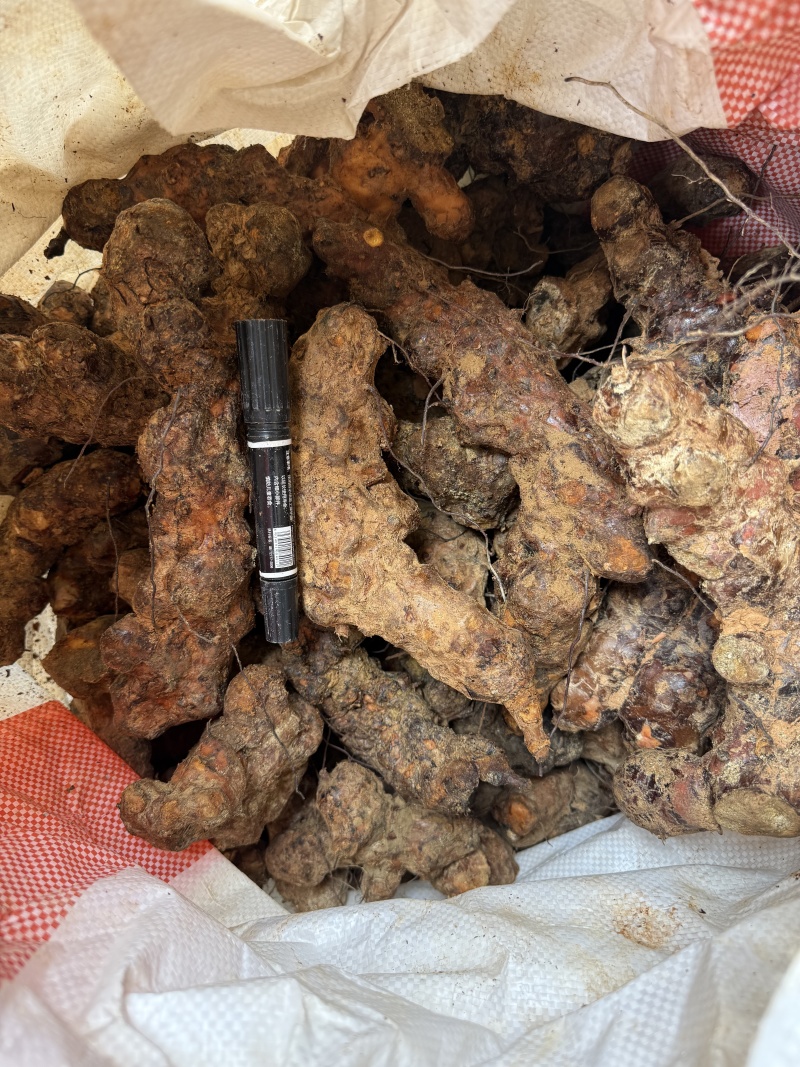 广东河源新鲜土茯苓白肉粉质质量保证支持代发
