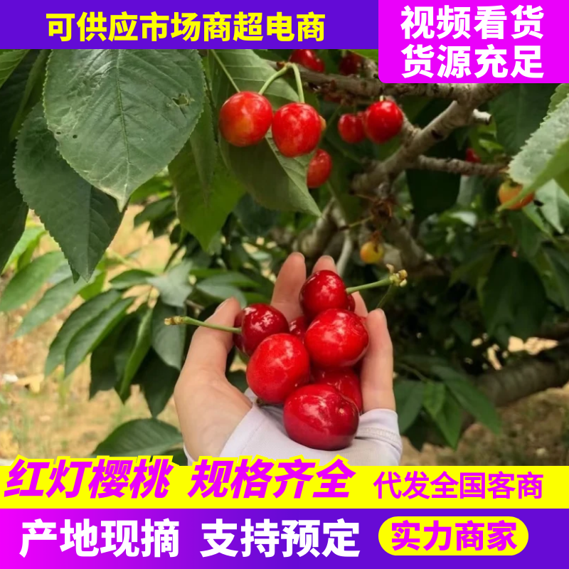 红灯樱桃陕西樱桃大量供应基地直发欢迎来电咨询