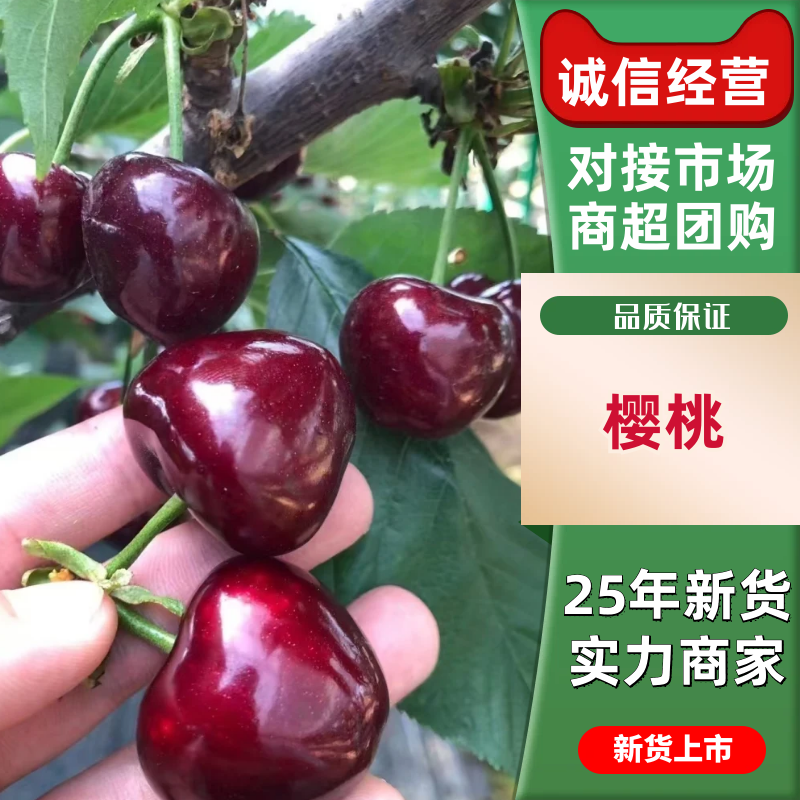 美早樱桃陕西樱桃红灯布搂克子俄罗斯8号大量有货